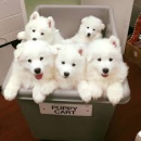 Adorabili pui samoyed remarcabili pentru adopție