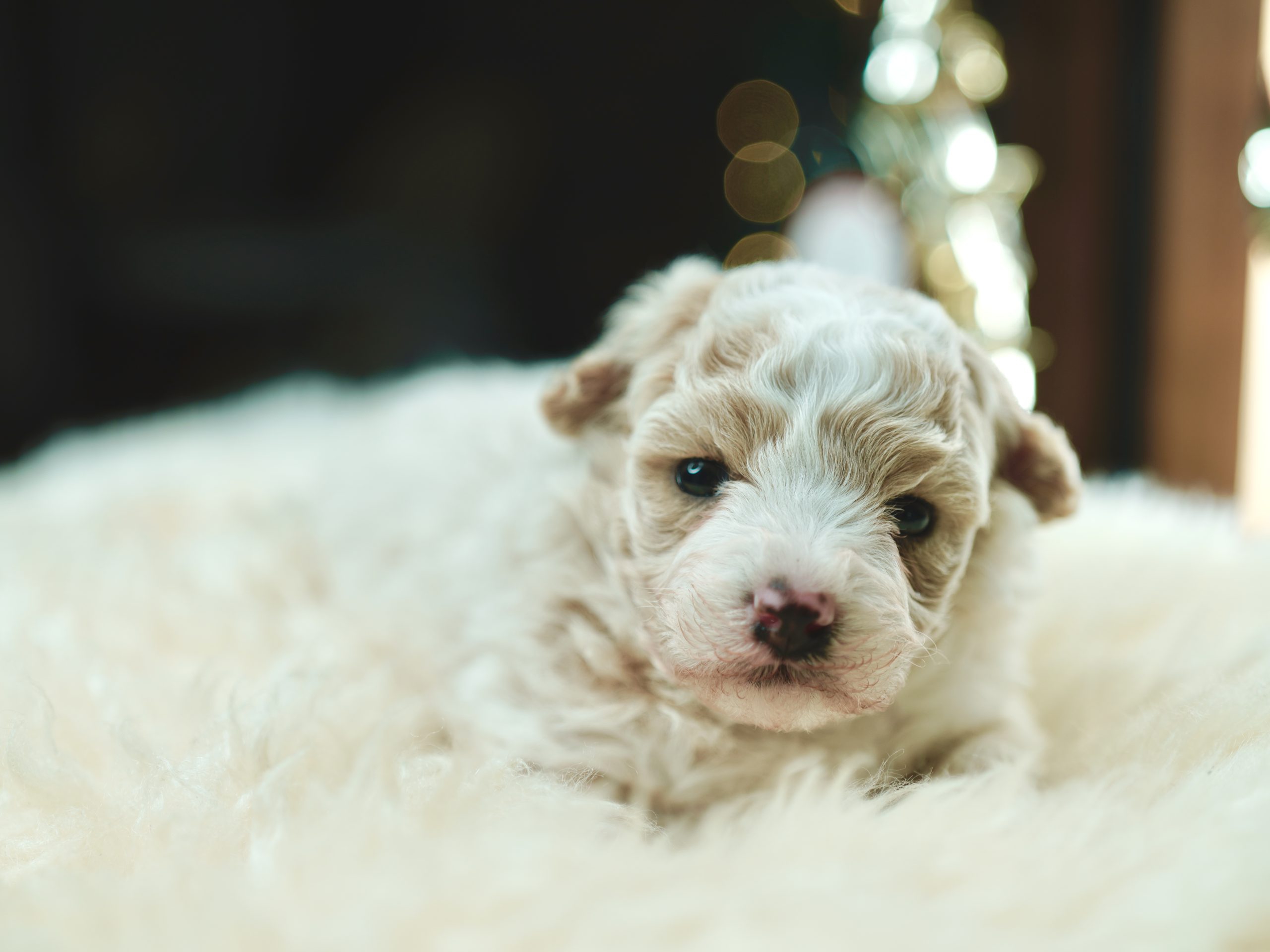 Maltipoo bicolor