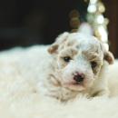 Maltipoo bicolor