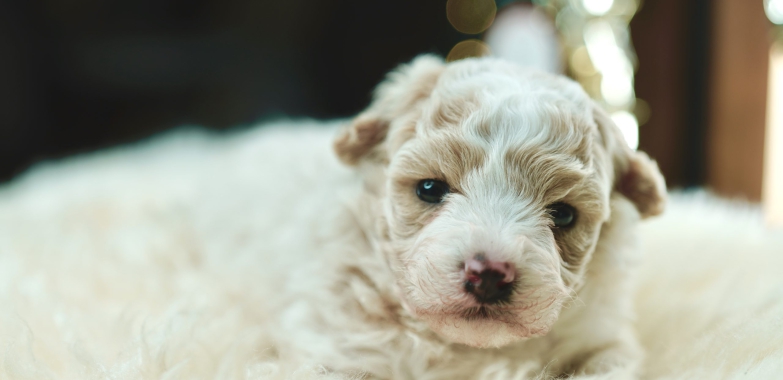 Maltipoo bicolor