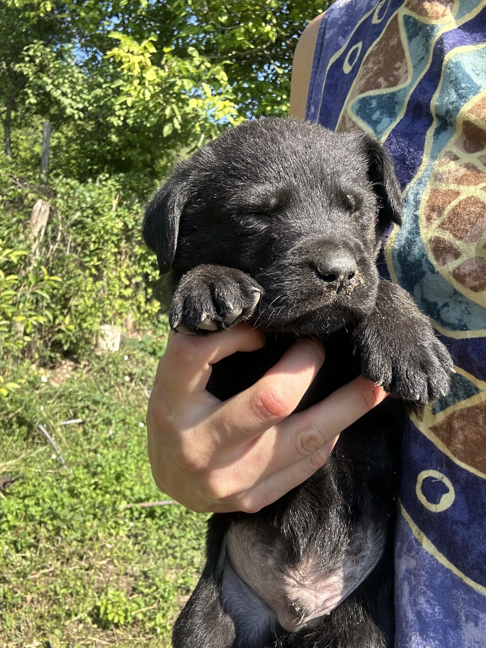 Labrador Retriever Pui masculi si femele