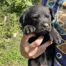 Labrador Retriever Pui masculi si femele