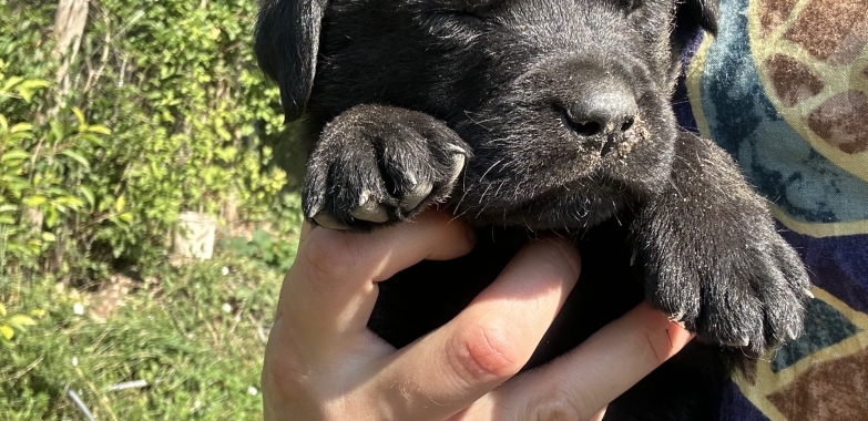 Labrador Retriever Pui masculi si femele