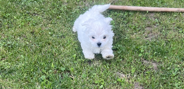 Pui bichon frise de vanzare