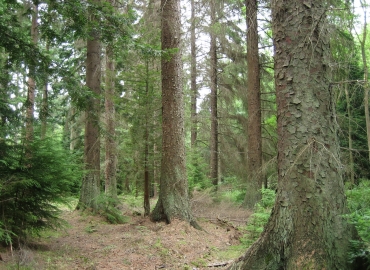 Vand padure Bacau – 270 ha teren padure