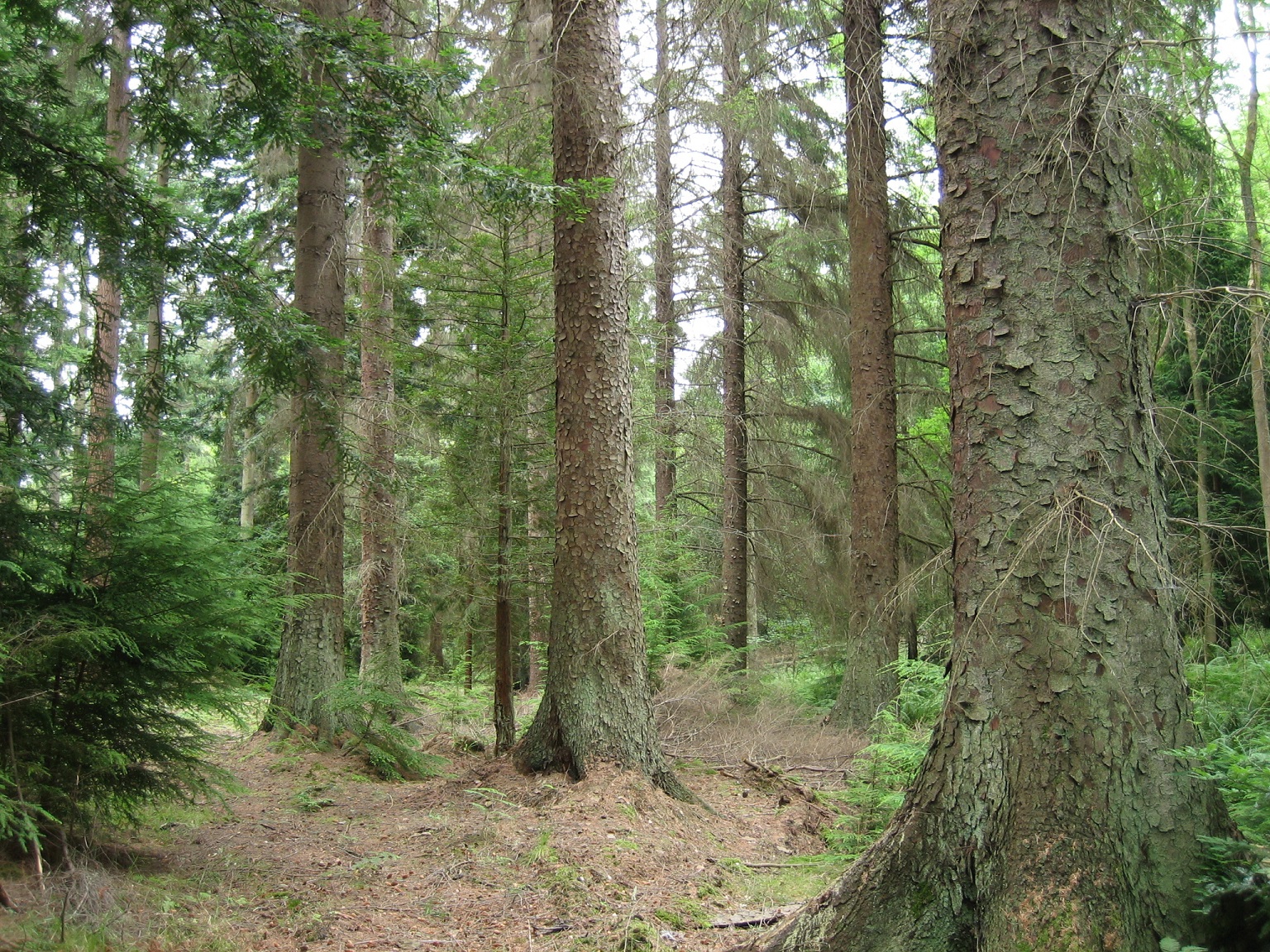 Vand padure Bacau – 270 ha teren padure