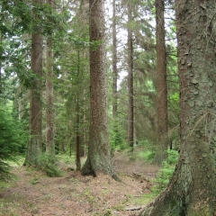 Vand padure Bacau – 270 ha teren padure