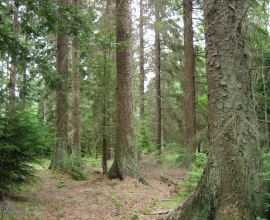 Vand padure Bacau – 270 ha teren padure