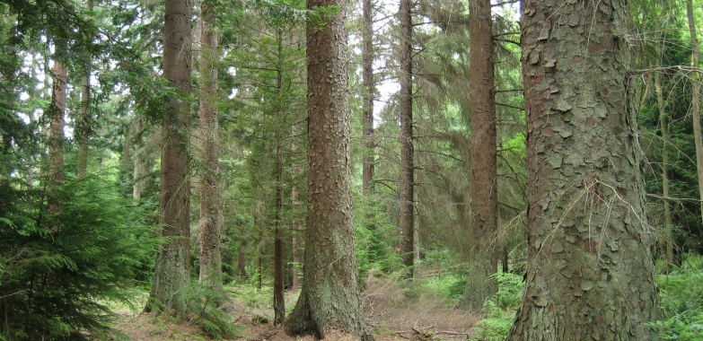 Vand padure Bacau – 270 ha teren padure