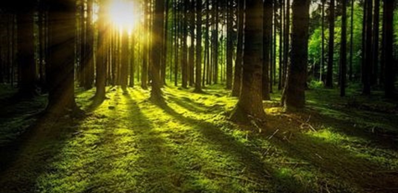 Vand padure Bacau – 270 ha teren padure