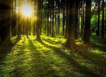 Vand padure Bacau – 270 ha teren padure
