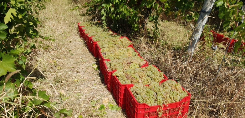 Struguri de Vin Premium  Productie 2025 – Calitate din Vrancea