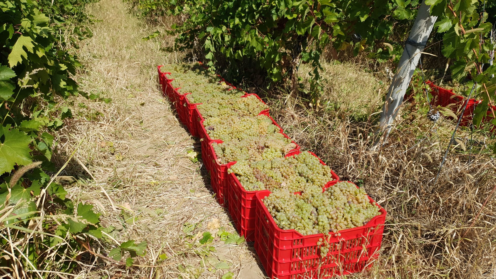 Struguri pentru Vinificare – Alaturi de Tine pentru Productia 2025
