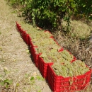 Struguri pentru Vinificare – Alaturi de Tine pentru Productia 2025